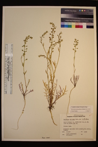 Lepidium nitidum image